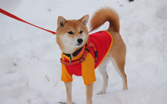 东方蓝武士的黄昏，乌拉圭重剑无锋，厄德高致命连击定乾坤