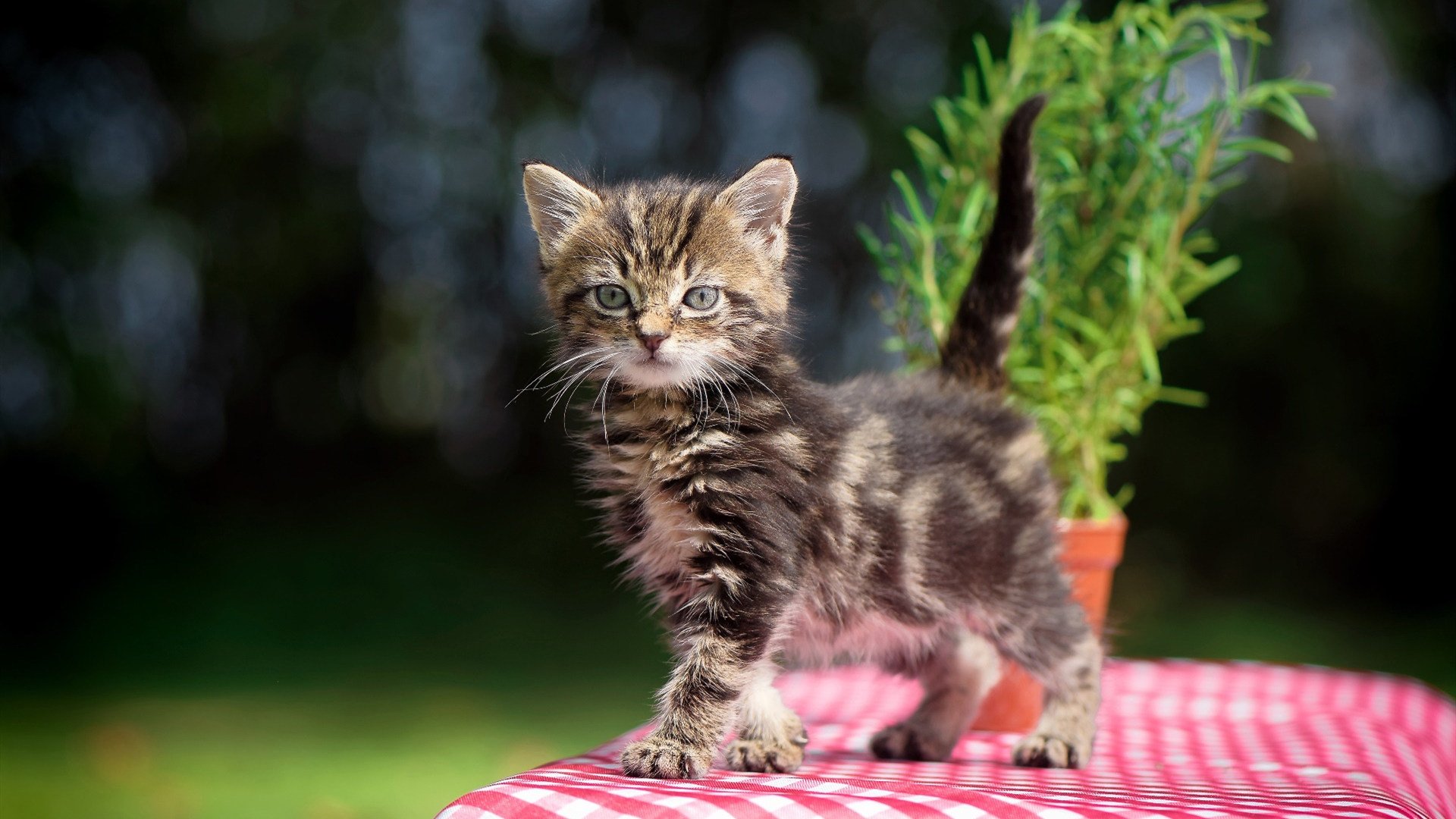 杰伦格林狂轰滥炸，尼克斯对阵老鹰比赛早早失去悬念