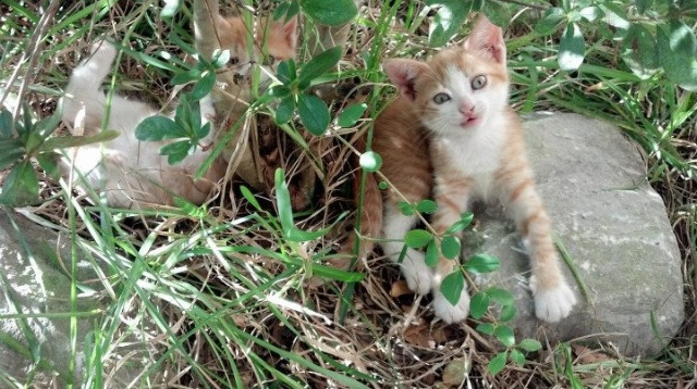 雷霆风暴压垮汽车城，塔图姆利剑出鞘定乾坤