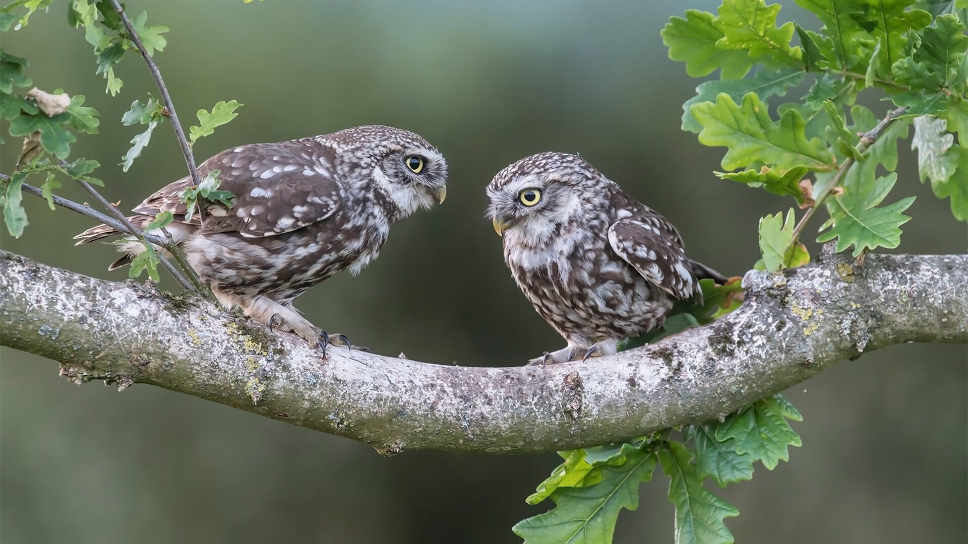 托尼5.2秒绝杀封神！希腊男篮起死回生，淘汰赛惊魂逆转委内瑞拉