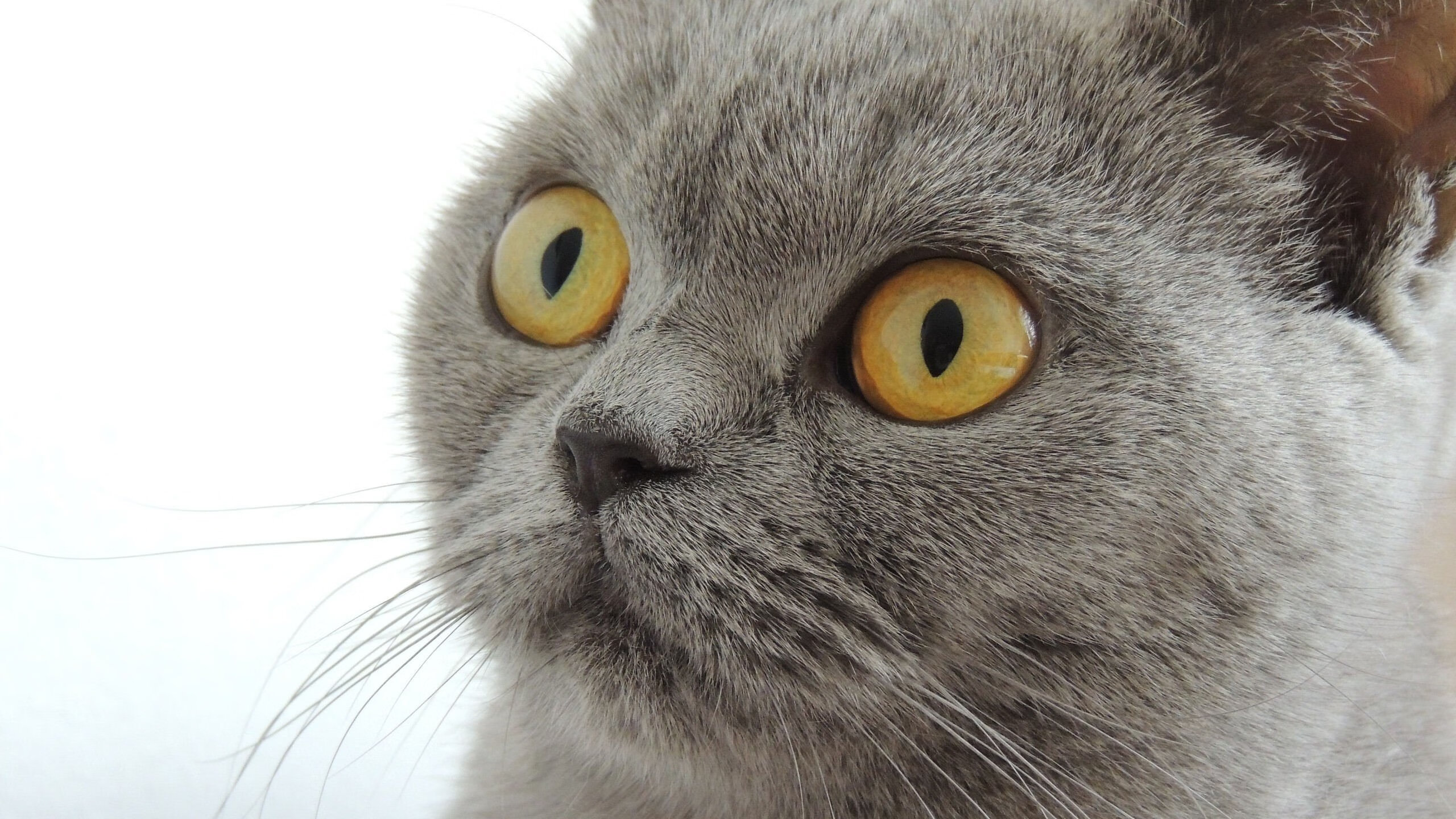 铁血鏖战与孤星传奇，篮球世界的两面