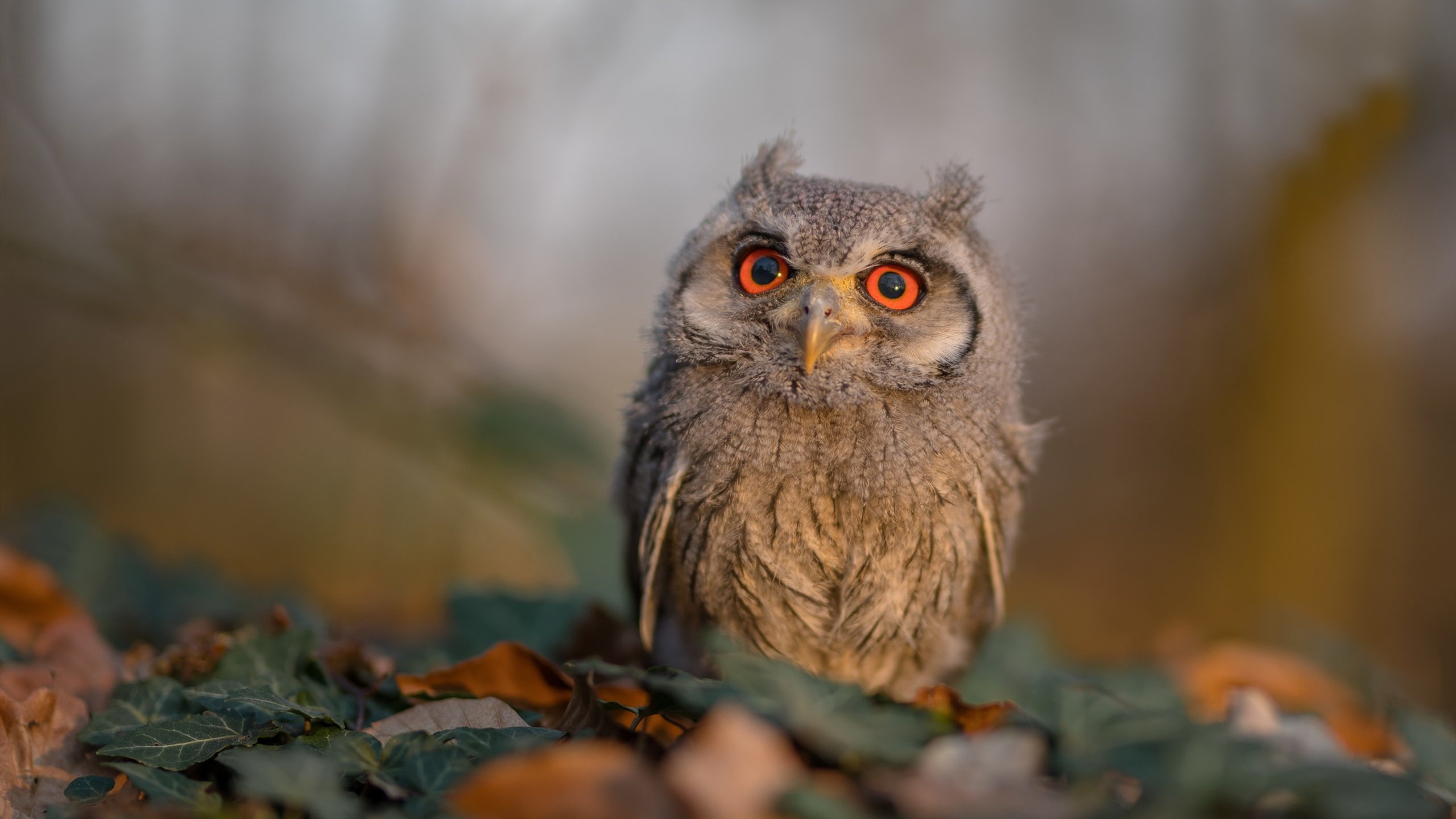 荣耀时刻，久保建英用魔术双脚让黄色潜水艇击沉枪手