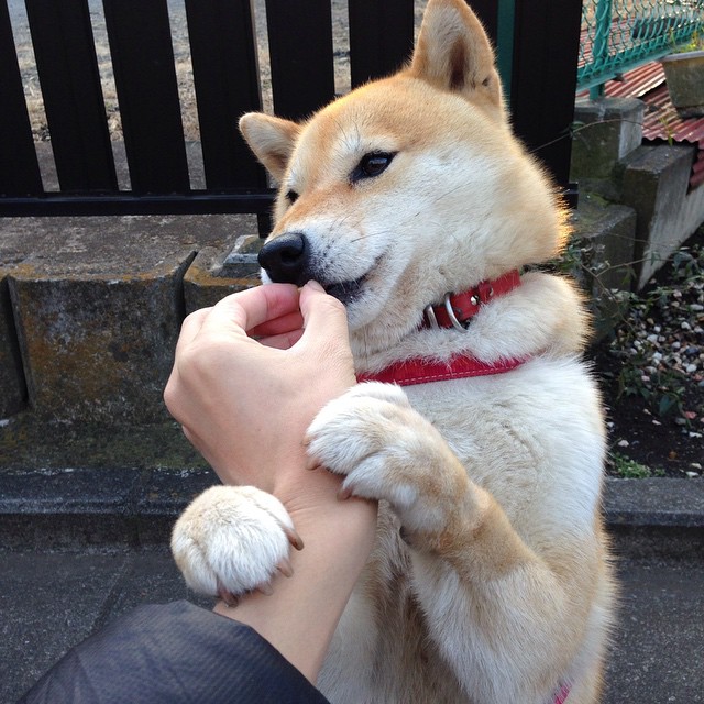 棋盘上的欧冠，当瑞士钟表匠将死韩国太极虎