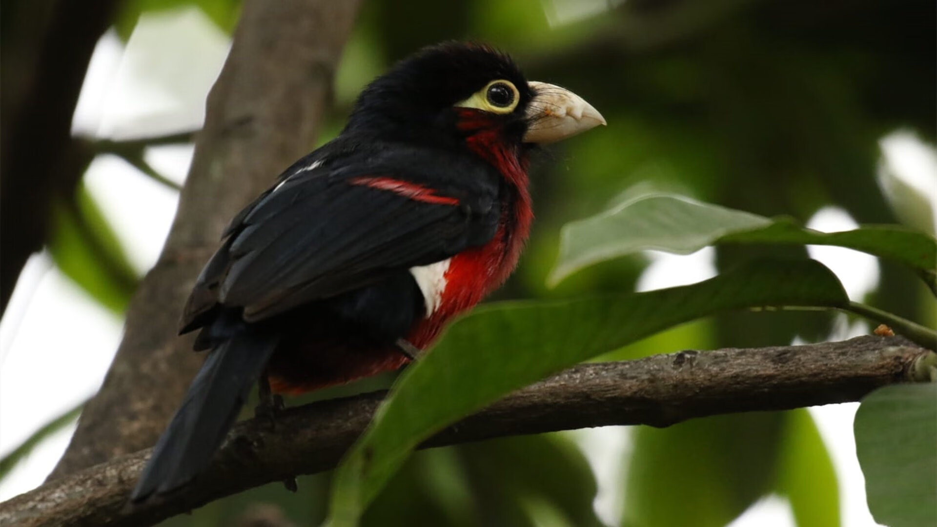 决胜局之战！布伦森爆发引领辽宁队击败开拓者