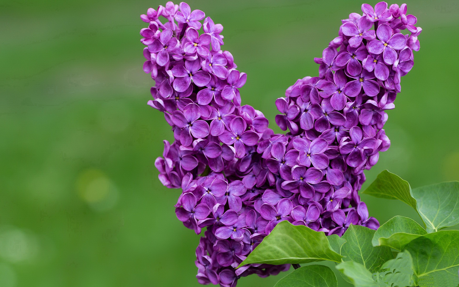 东西半球同日引爆，上海队提前终结悬念，拉梅洛刷新纪录