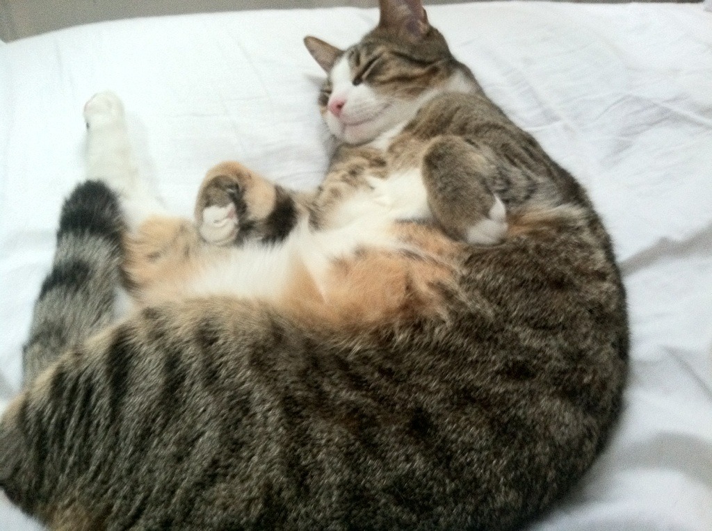 凯尔特人争冠战力克开拓者，浓眉关键先生主宰胜负